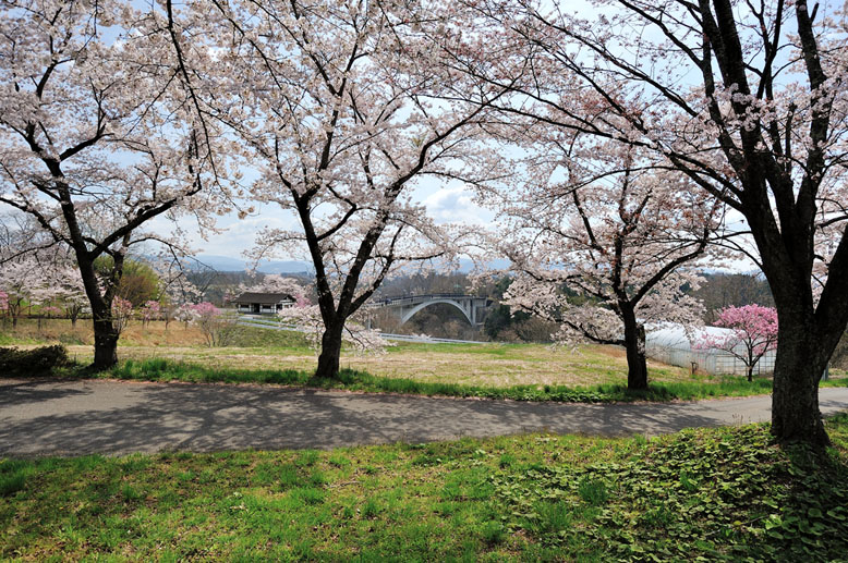 咲き誇る桜と夢乃橋　２