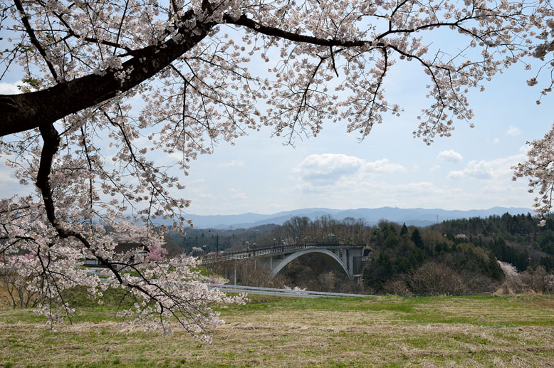 咲き誇る桜と夢乃橋　３