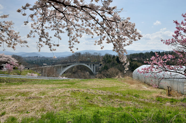咲き誇る桜と夢乃橋　４