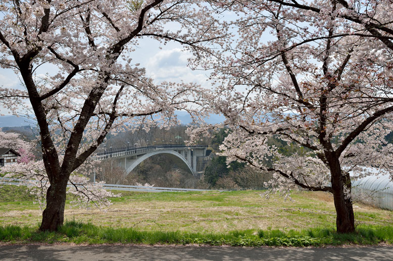 咲き誇る桜と夢乃橋　５