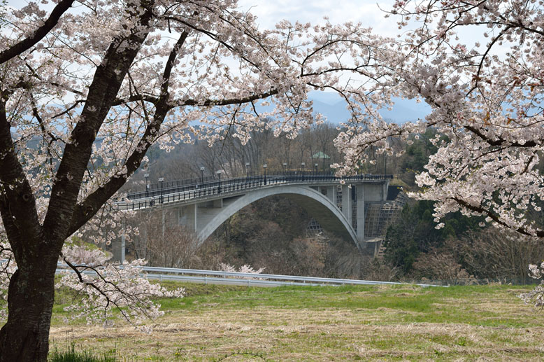 咲き誇る桜と夢乃橋　６