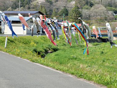 梁川地区こいのぼり 02