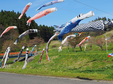 梁川地区こいのぼり 07