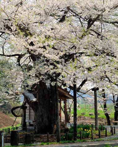 巨大な木の根元と咲き誇る桜の花。
