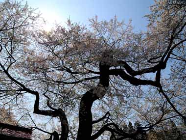 弘法桜の枝振り　１・・・左側に太陽を入れてみました。