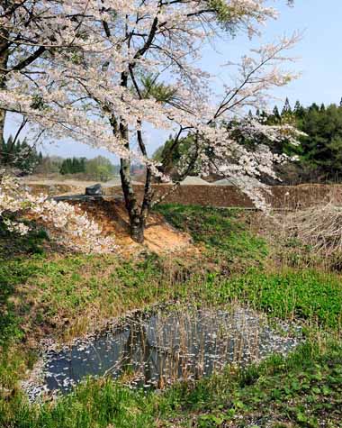 小さな池のほとりにある桜の木。