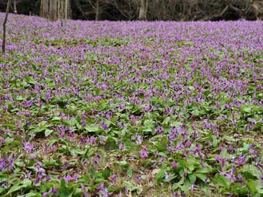 鎌足中心コース　４・・・カタクリの花の絨毯ぴったりの感じです。