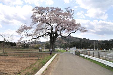北側から見た北館の桜です。