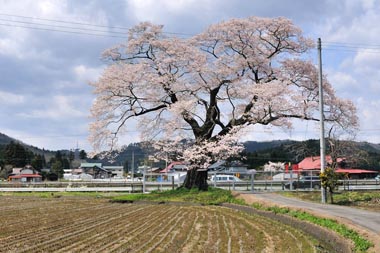 東側から見た北館の桜です。