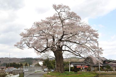 南側から見た北館の桜です。