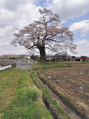 南側から見た北館の桜と手前の田んぼです。