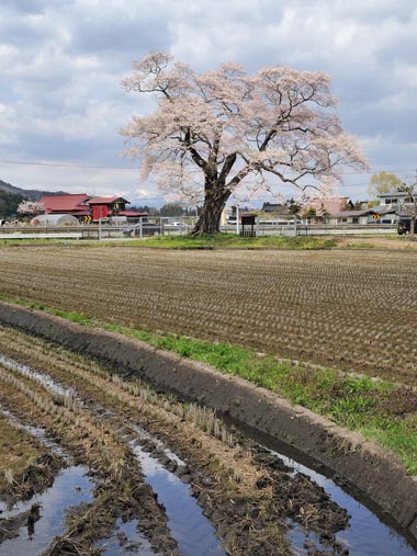 東南側から見た北館の桜と手前の田んぼです。