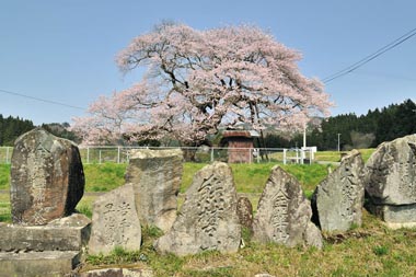 梁川・種蒔桜　２・・・南側にある石碑を組み合わせてみました。