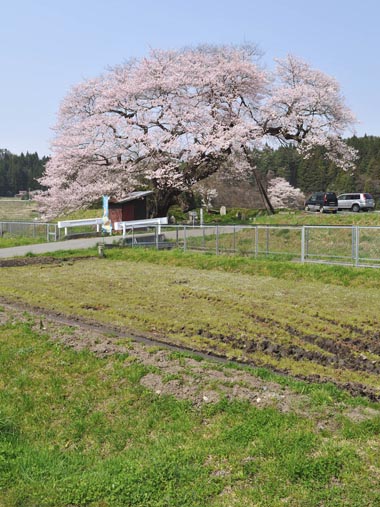 梁川・種蒔桜　３・・・フェンスの下は灌漑用水路です。