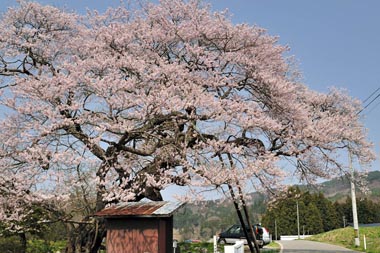 梁川・種蒔桜　６・・・道路に枝が張りだした場所には支えの杭柱があります。