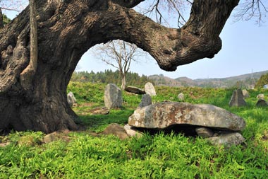 梁川・種蒔桜　８・・・枝のまがい具合と支石墓、周辺に普通の墓石がかなりあります。