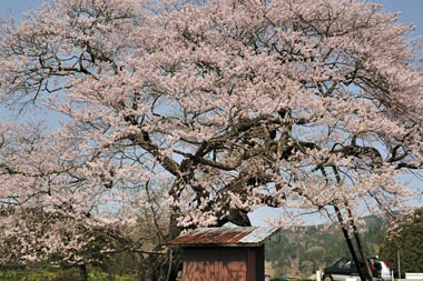 梁川・種蒔桜　１０・・・鮮やかに咲き誇る満開の桜です。