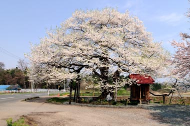 雫石町・弘法桜