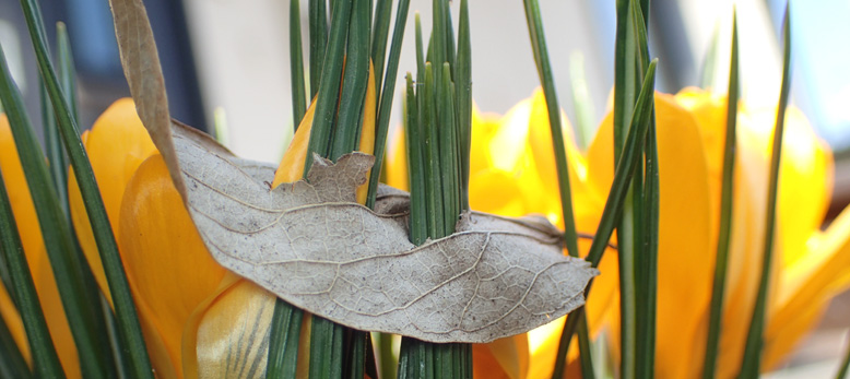 落ち葉であるエノキの葉に穴を穿ち松の葉のような鋭利な葉が出ています。拡がった穴から花芽も出ています。