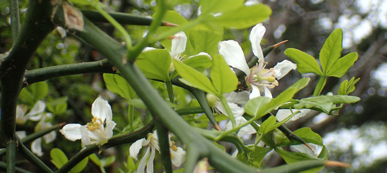 鋭い棘の中に柔らかな新芽と可憐な白い花です。