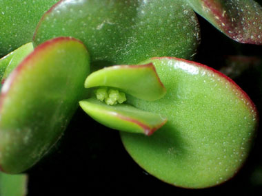 花芽の発芽 1