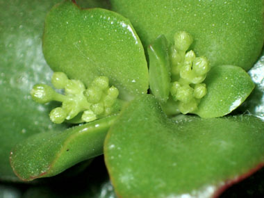 花芽の発芽 3