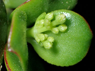 花芽の発芽 4