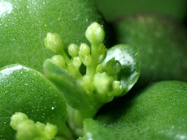 花芽の発芽 5