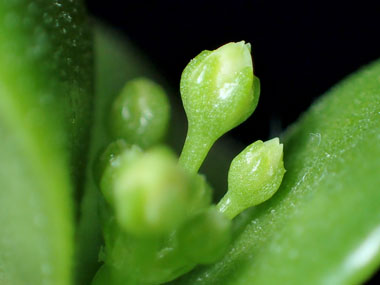花芽の発芽 6