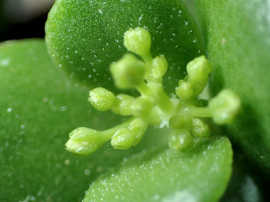 花芽の発芽 7