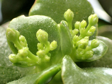 花芽の発芽 8