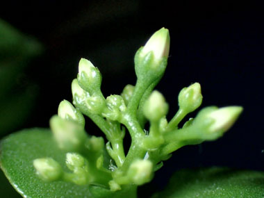 花芽の発芽 9