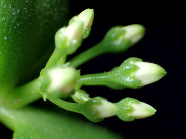 花芽の発芽 11