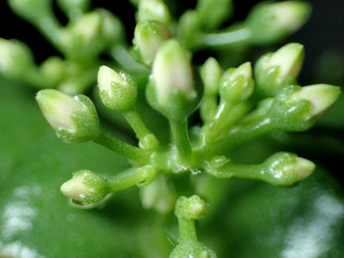 花芽の発芽 12