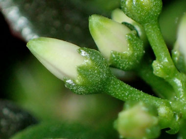 花芽の発芽 13