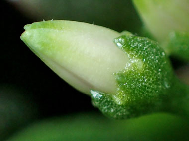 花芽の発芽 14