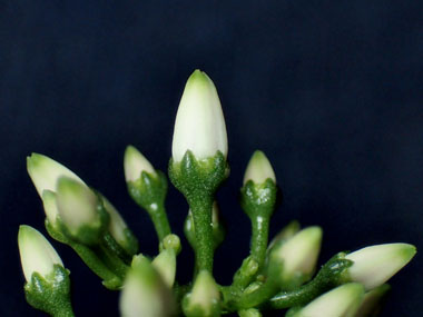 花芽の発芽 15