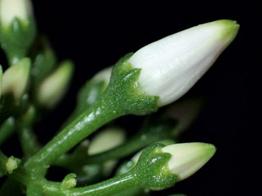 花芽の発芽 18