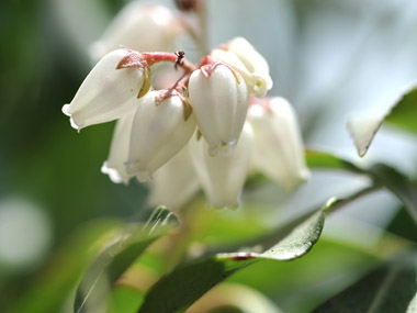 白い花の咲く枝先　２