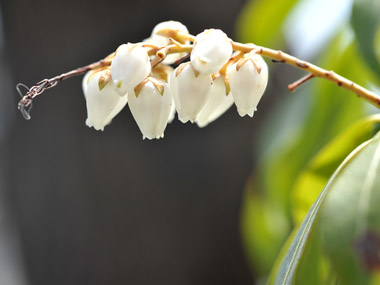 白い花の咲く枝先　４