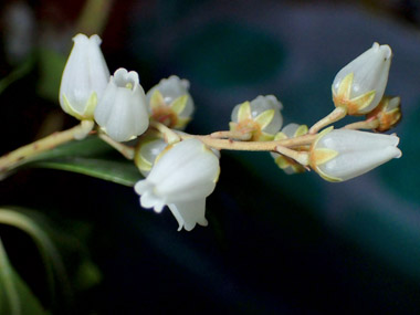白い花の咲く枝先　５