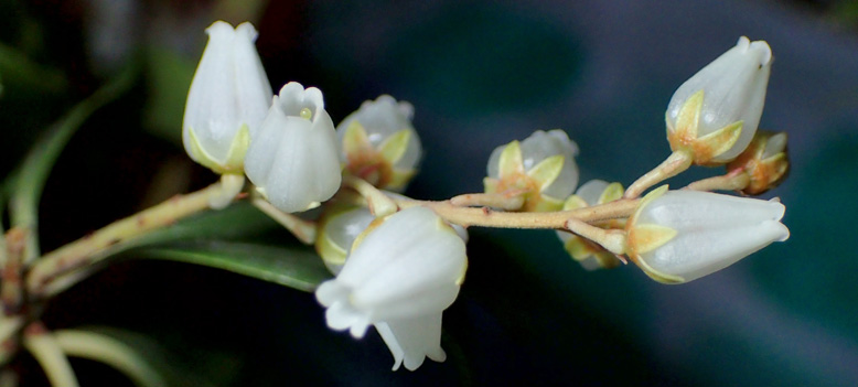 伸びきった枝先についた可憐な白いアセビの花