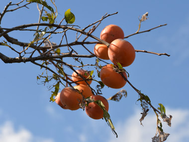 tςAJVqg̗cɐHׂĂ܂B