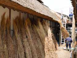 屋根の葺き替え　１・・これから使用する茅（ススキ）の束が大量に立てられています。