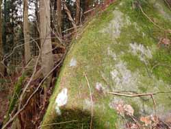 源休館　１２・・木の根と絡み合う巨石、びっしりと苔が生えています。