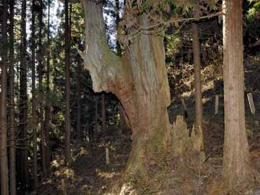 御祖母杉　２・・・周囲をぐるりと回ってみました。枯れた部分がありますが、その中からがっちりと伸びている部分があります。