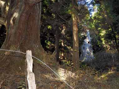 御祖母杉　４・・・中央奥にある枯れ木が御祖父杉です。