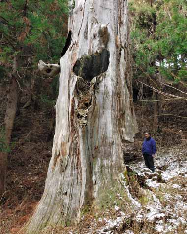 御祖父杉　２・・・比較のために側に立っていただいた友人Ｎさん、枯れ木と比べるとその巨大さが分かります。