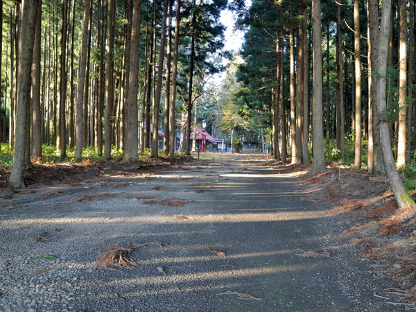 杉木立の長い参道