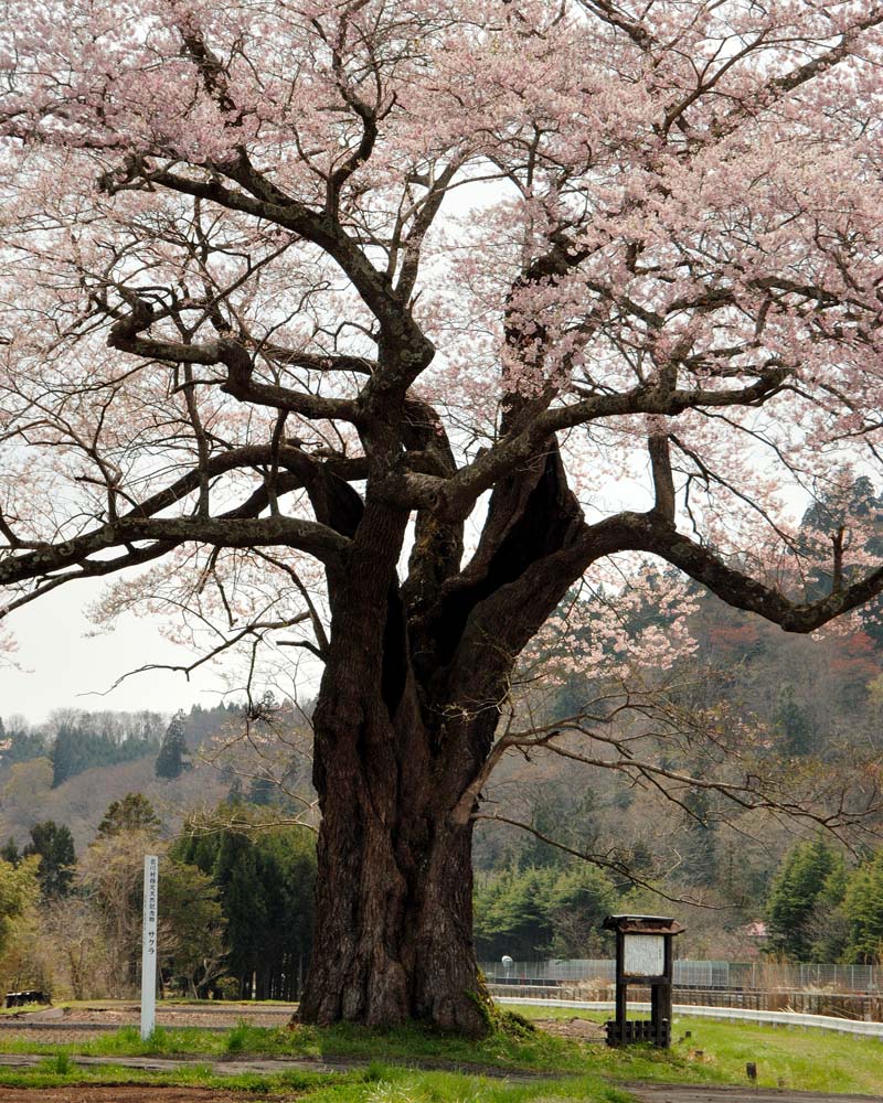 東北自動車道の東側にある樹齢７００年ほどの桜の木です。